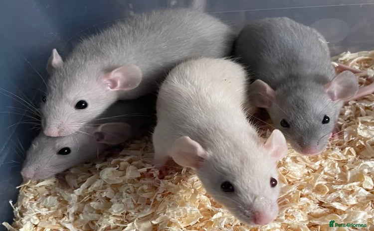 Rat rodents in Beccles - Advert 4