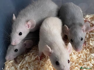 Rat rodents in Beccles - Advert 17