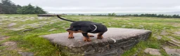 Rottweiler dogs for sale: Rottweiler male - Advert 3