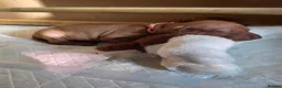 Hungarian Vizsla dogs for sale: ***Ready Now*** Hungarian Vizsla Puppies  - Advert 31