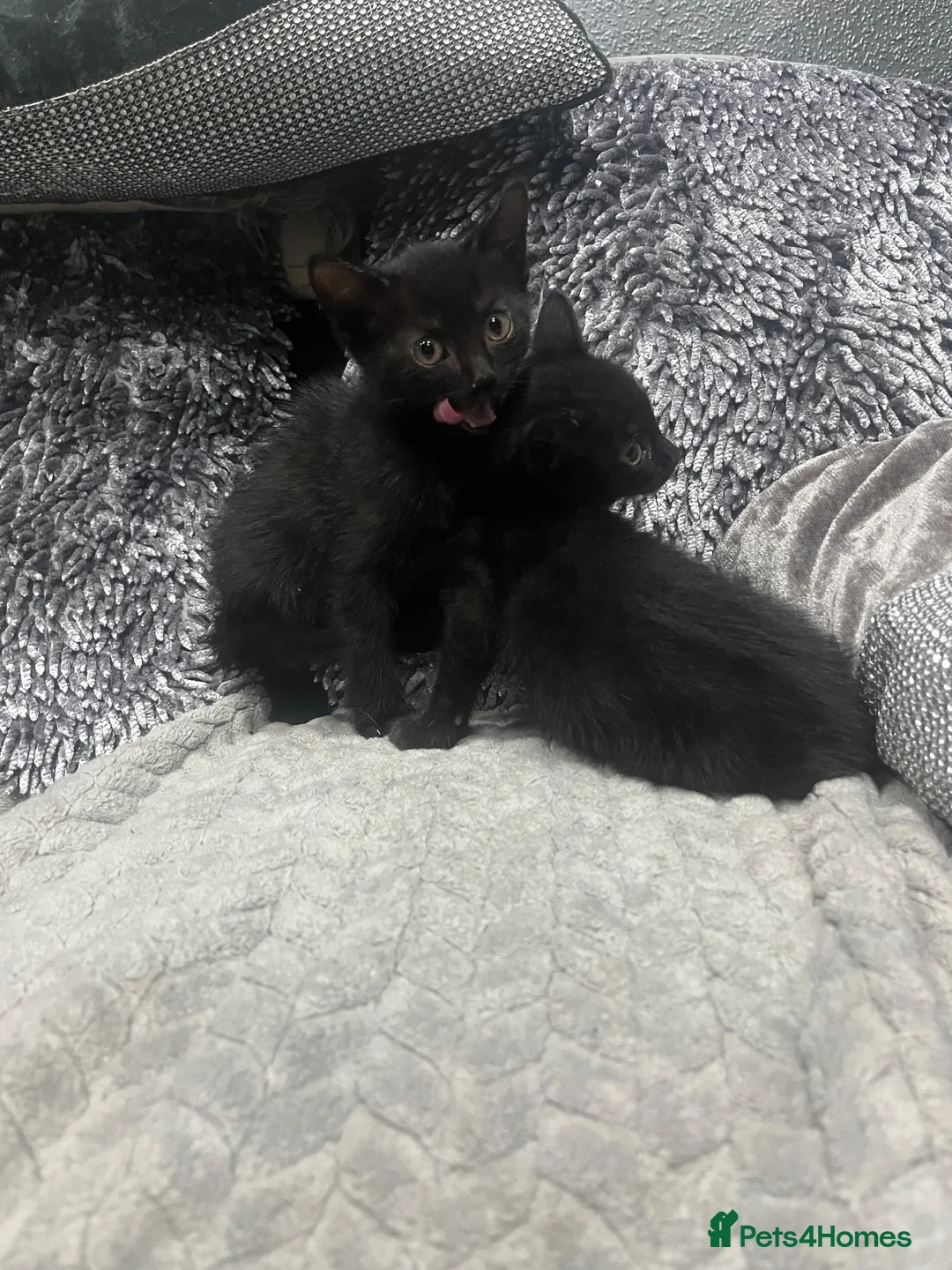 Mixed Breed cats for sale: Adorable kittens READY NOW  - Advert 10