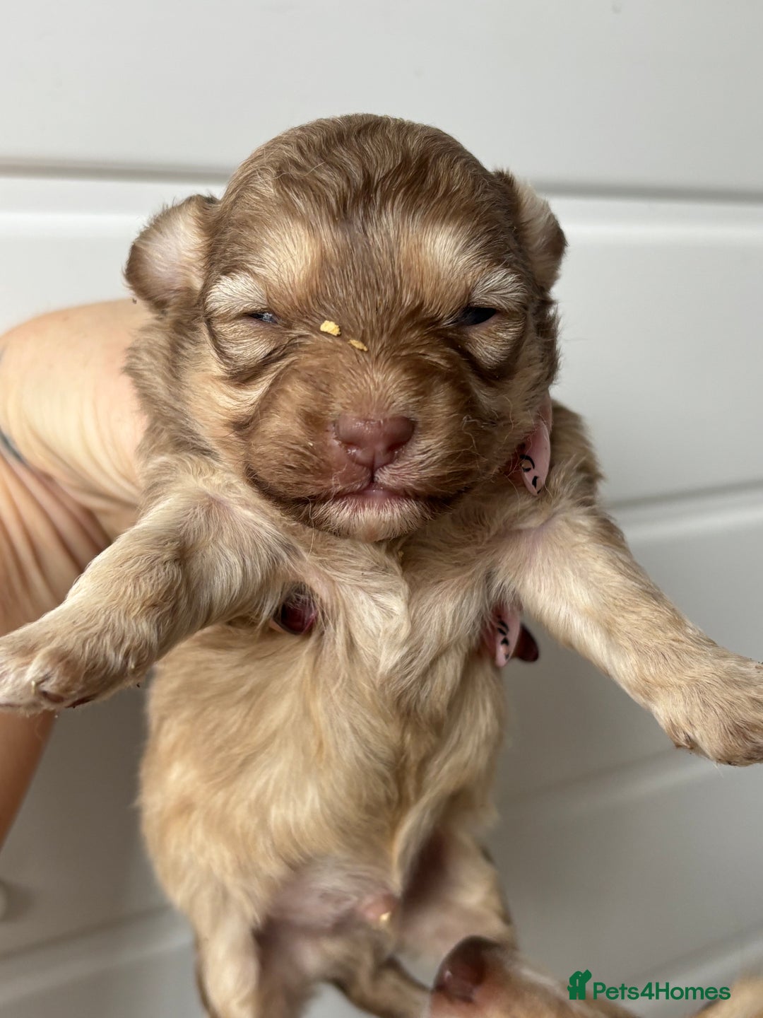 Pomapoo dogs for sale: F1 pomapoo’s - Advert 2