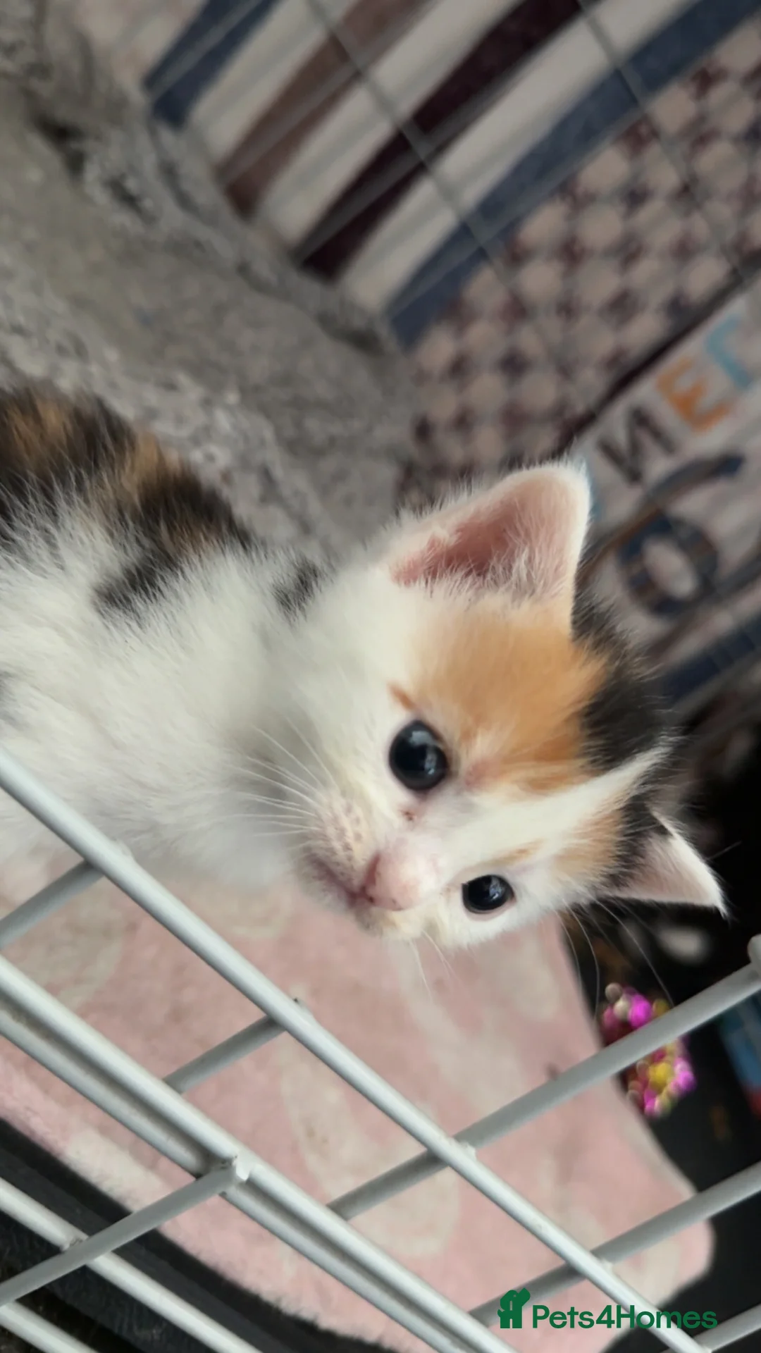 Mixed Breed cats for sale: 2 female kittens - Advert 6