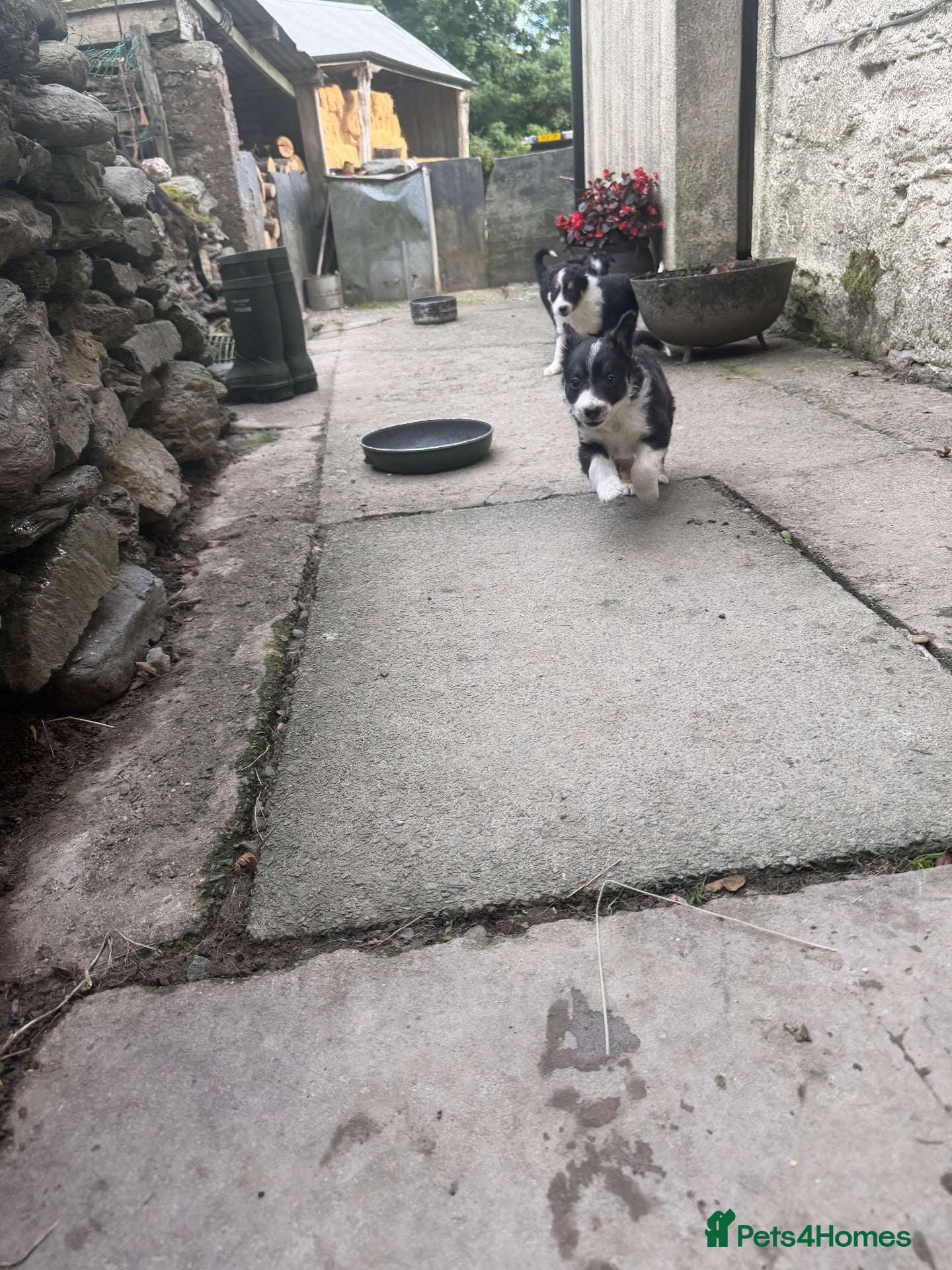 Border Collie dogs Border collie pups for sale - Advert 8