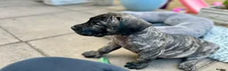 Presa Canario dogs for sale: Beautiful Full Pedigree Brindle Presa Canario 🐾 - Advert 15