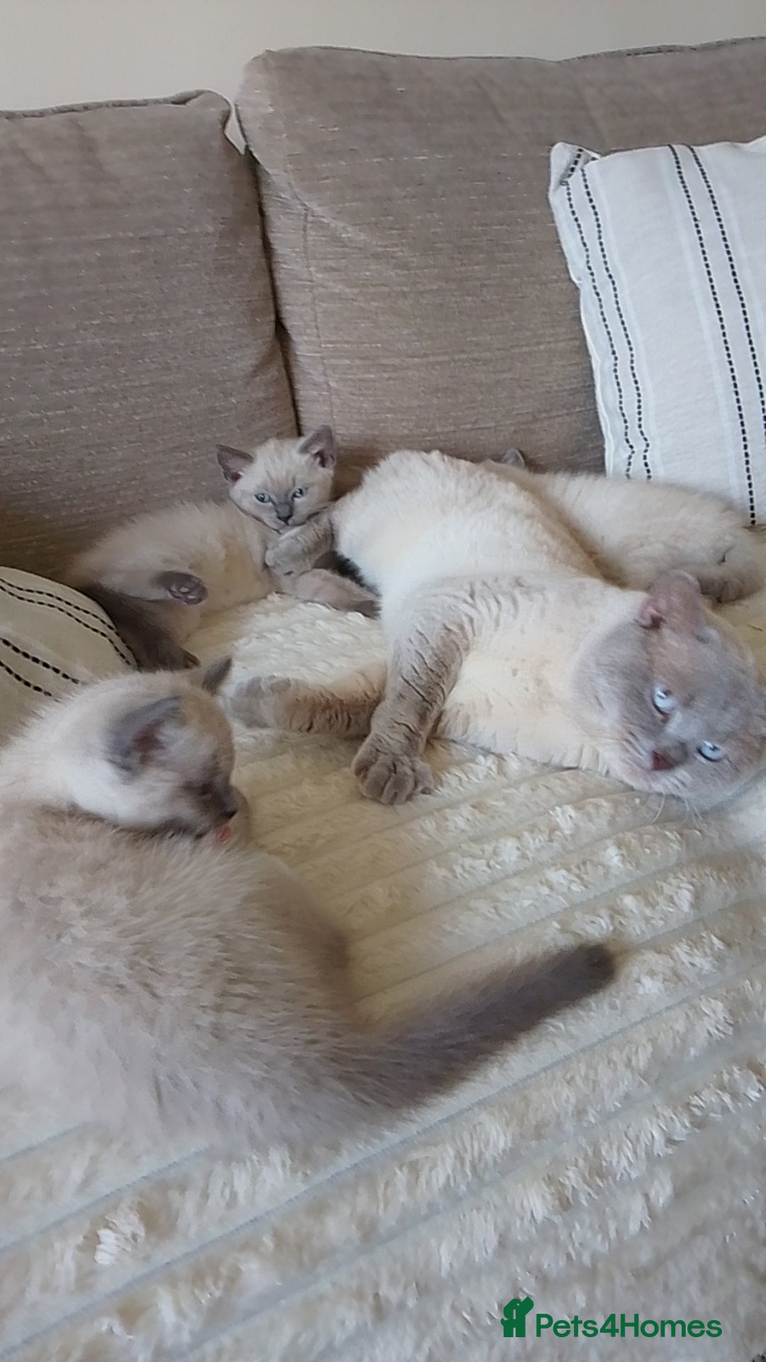 Ragdoll cats for sale: Ragdoll and BSH rare colour kittens (5 left) - Image 17