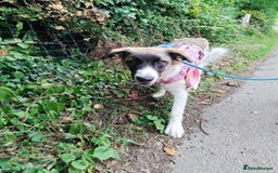 Mixed Breed dogs for sale: Mixed breed 10 month old pup - Image 6