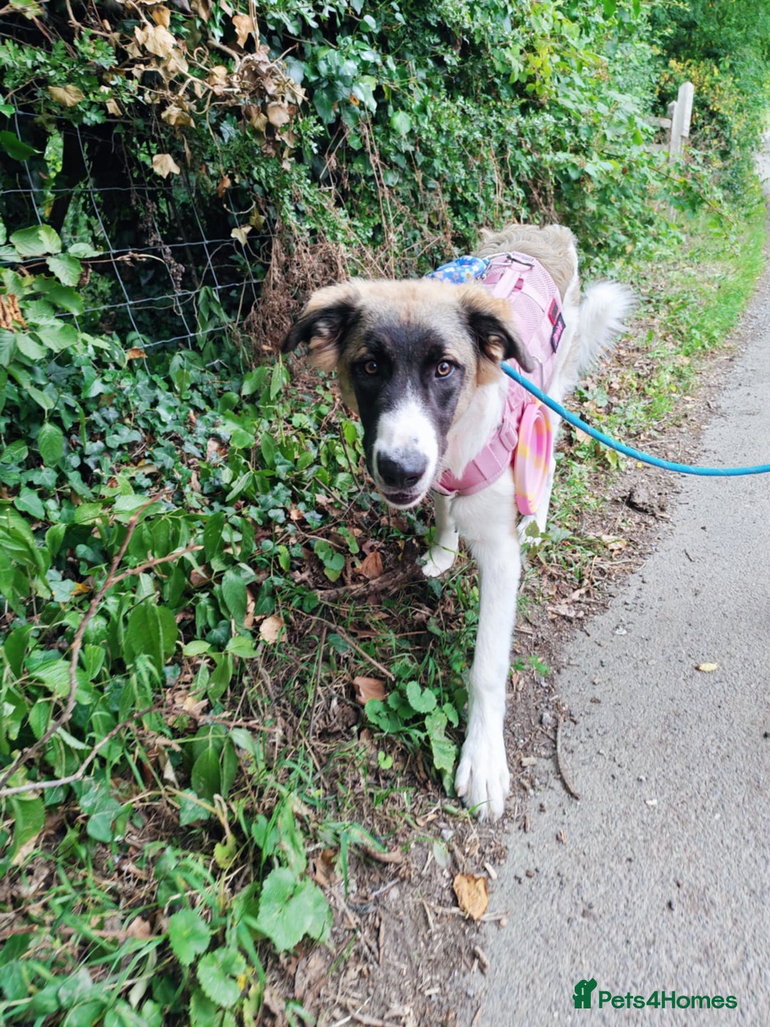 Mixed Breed dogs for sale: Mixed breed 10 month old pup - Image 6