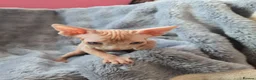 Sphynx cats for sale: Spectacular Sphynx kittens TICA & GCCF  DBE - Advert 4