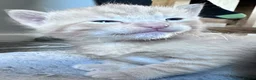 Domestic Shorthair cats for sale: Beautiful kittens - Advert 40