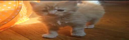 Mixed Breed cats for sale: Elven Bengal Kittens  - Advert 17