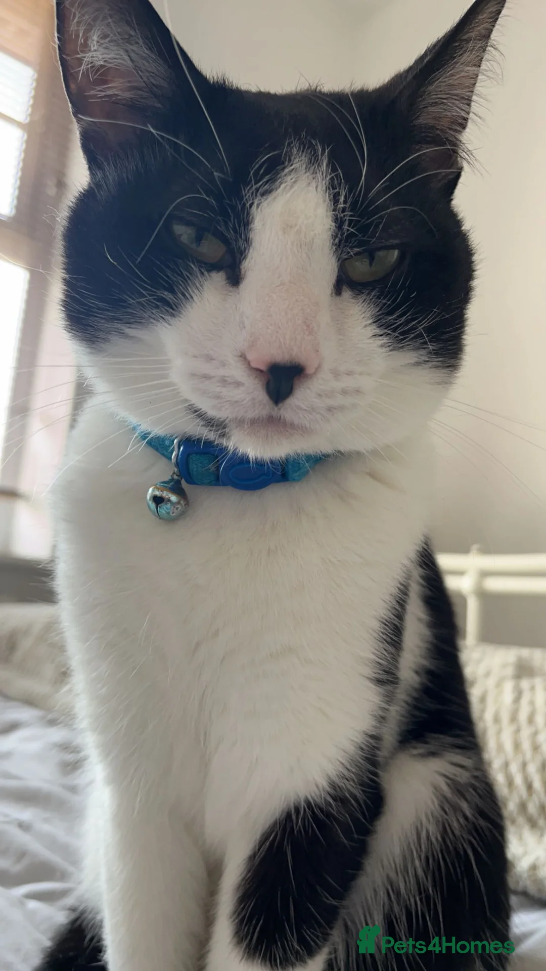 British Shorthair cats for sale: White & Black Male Cat - Advert 5