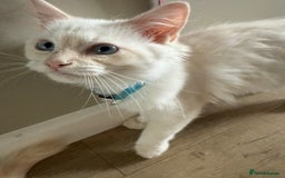 Ragdoll cats for sale: Handsome Ragdoll babys! 💛 in Arundel - Image 32