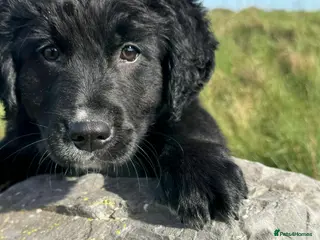 Bernese Mountain Dog dogs Pet Trained Bernese x Golden Retriever Male Pups - Advert 5