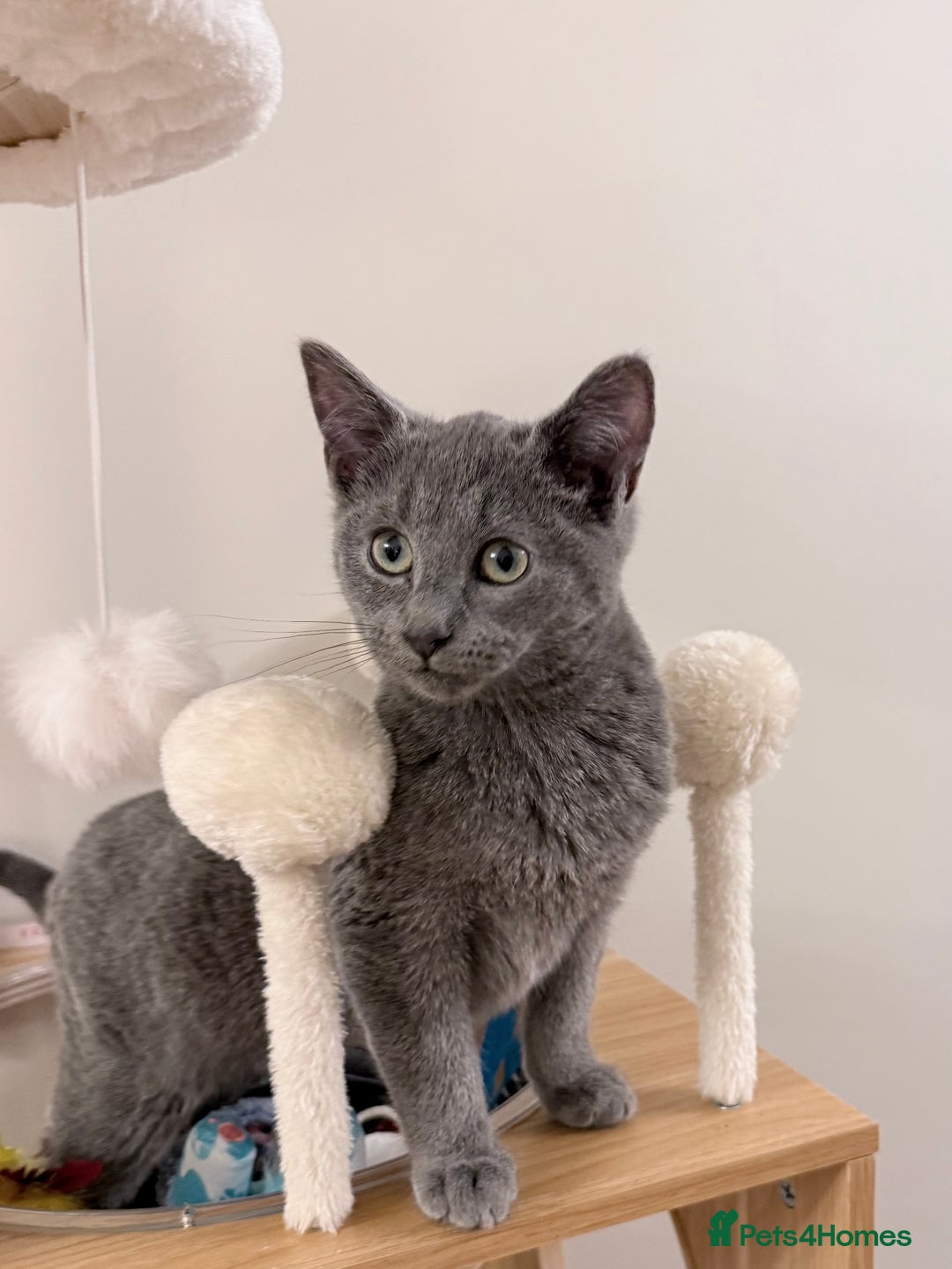Russian Blue cats for sale: Pure Russian Blue Boy❄️ - Advert 19