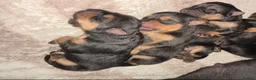 Mixed Breed dogs for sale:  Stunning Rottweiler × German Shepherd Puppies - Advert 18