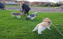 Akita dogs for sale: For rehome  - Image 13