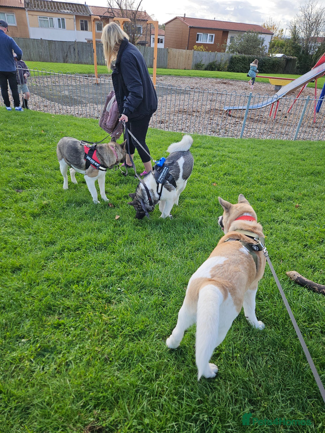 Akita dogs for sale: For rehome  - Image 13