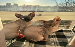 Sphynx cats for sale: Two Sphynx cats looking for forever home  - Image 1