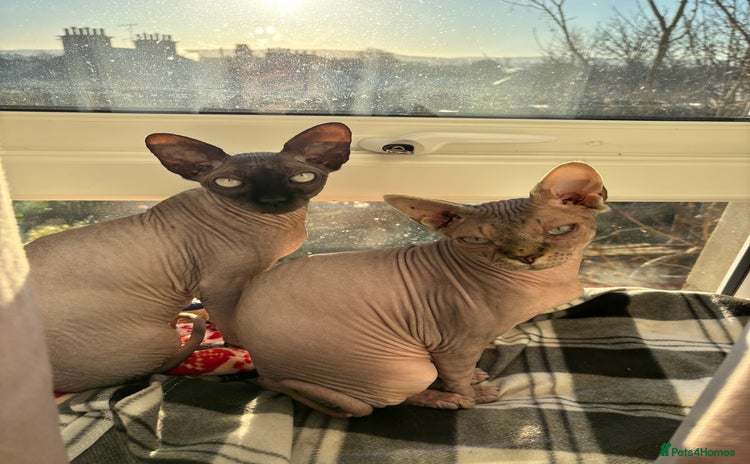 Sphynx cats - Advert 1