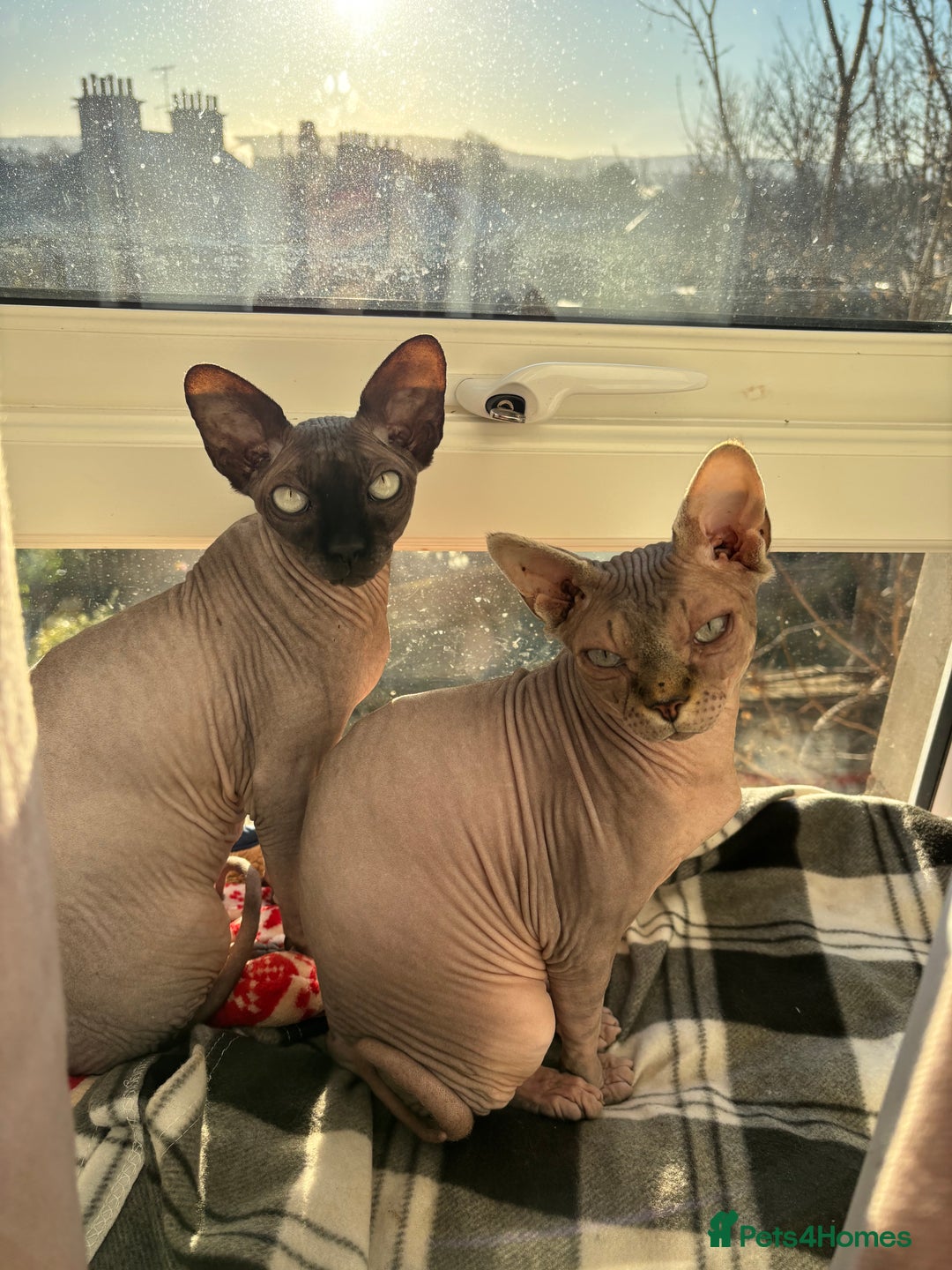 Sphynx cats for sale: Two Sphynx cats looking for forever home  - Image 1