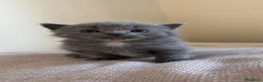 British Shorthair 3