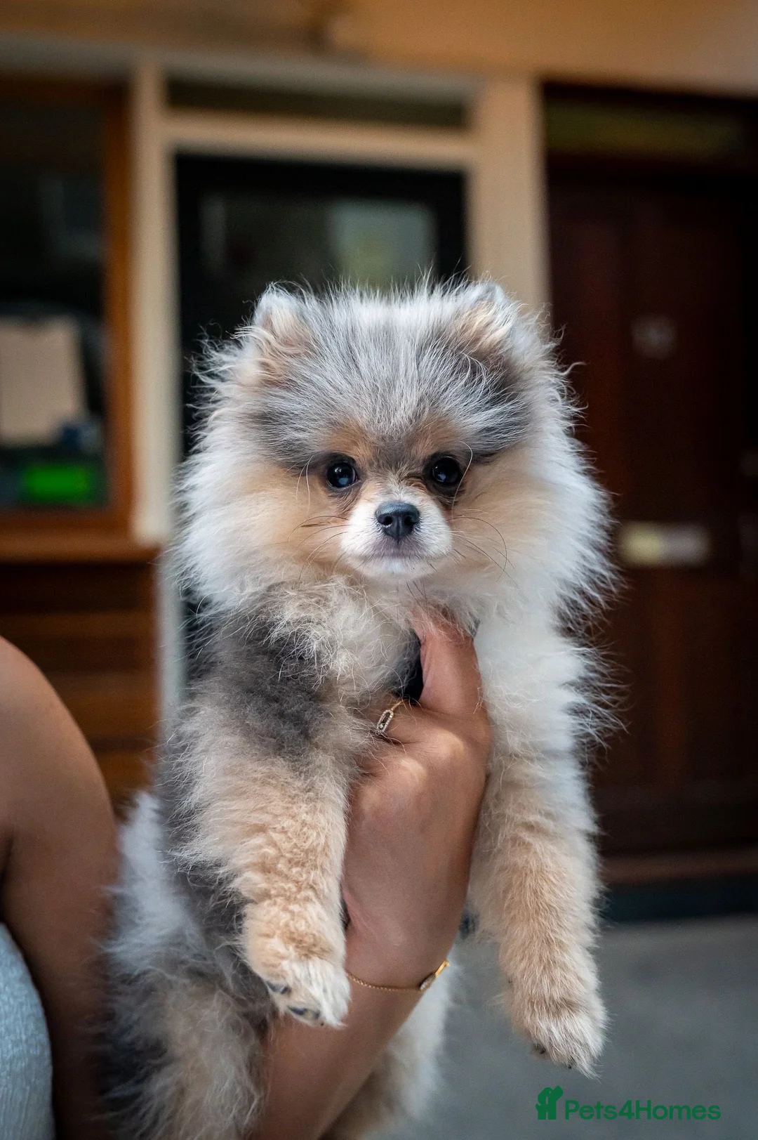 Pomeranian dogs for stud: Rare Blue & Tan Merle Pomeranian Stud – London  - Advert 20