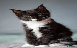 Maine Coon cats for sale: Pedigree Maine Coon Kittens (TICA) - Image 22
