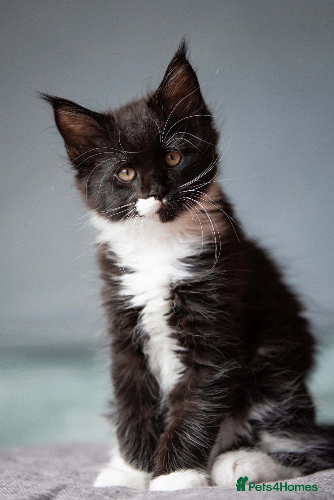 Maine Coon cats for sale: Pedigree Maine Coon Kittens (TICA) - Image 22