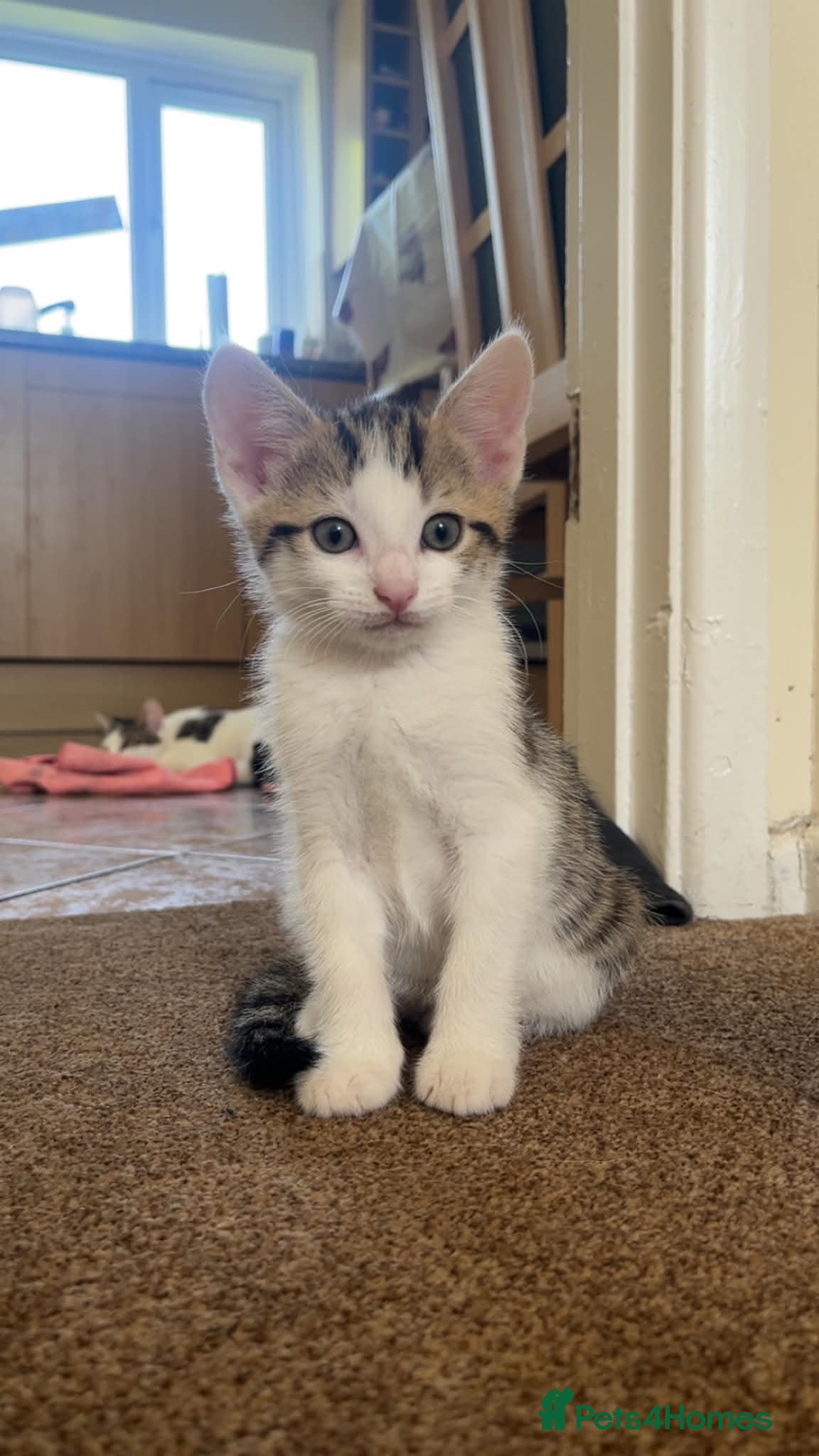 Mixed Breed cats 4 beautiful little girls ready to leave  - Advert 1