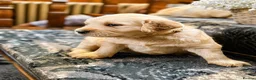 Golden Retriever dogs for sale: Available from Setember Golden Retrievers  - Advert 5