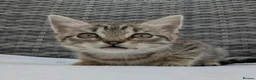 European cats for sale: Playful kittens  - Advert 21