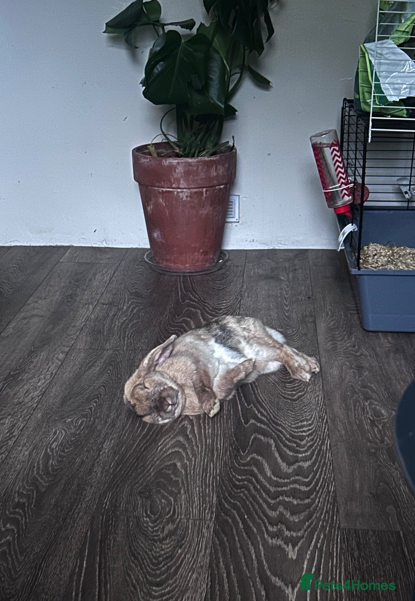 Mini Lop rabbits Mini lop bunny  - Advert 1
