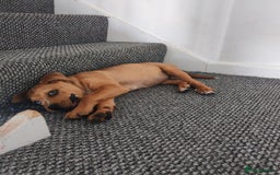 Mixed Breed dogs for sale: Handsome boy need a proper home - Image 4