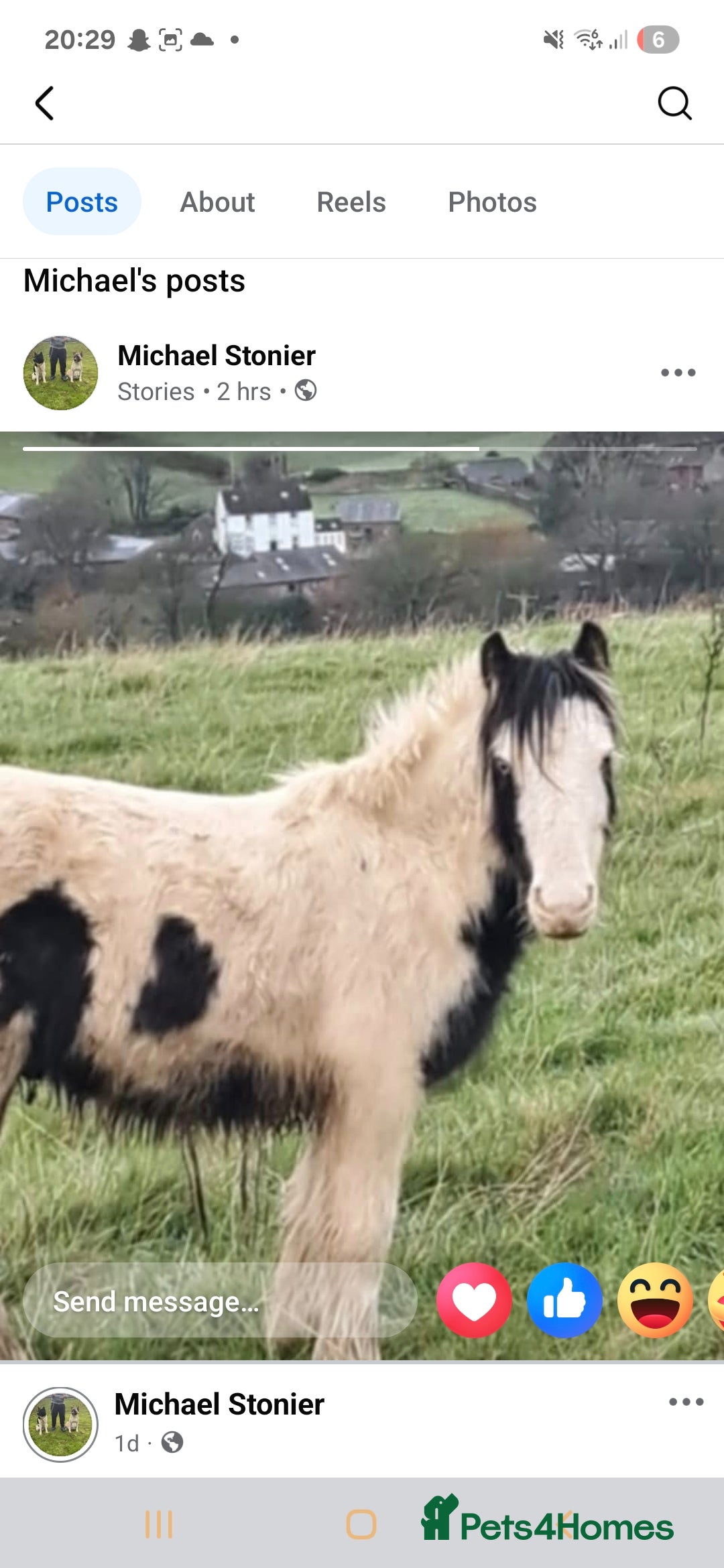 Shire horses for sale: Mini black and white cob - Advert 3