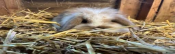Mini Lop rabbits for sale: Gorgeous pure Mini lops and mini lion lops  - Advert 21