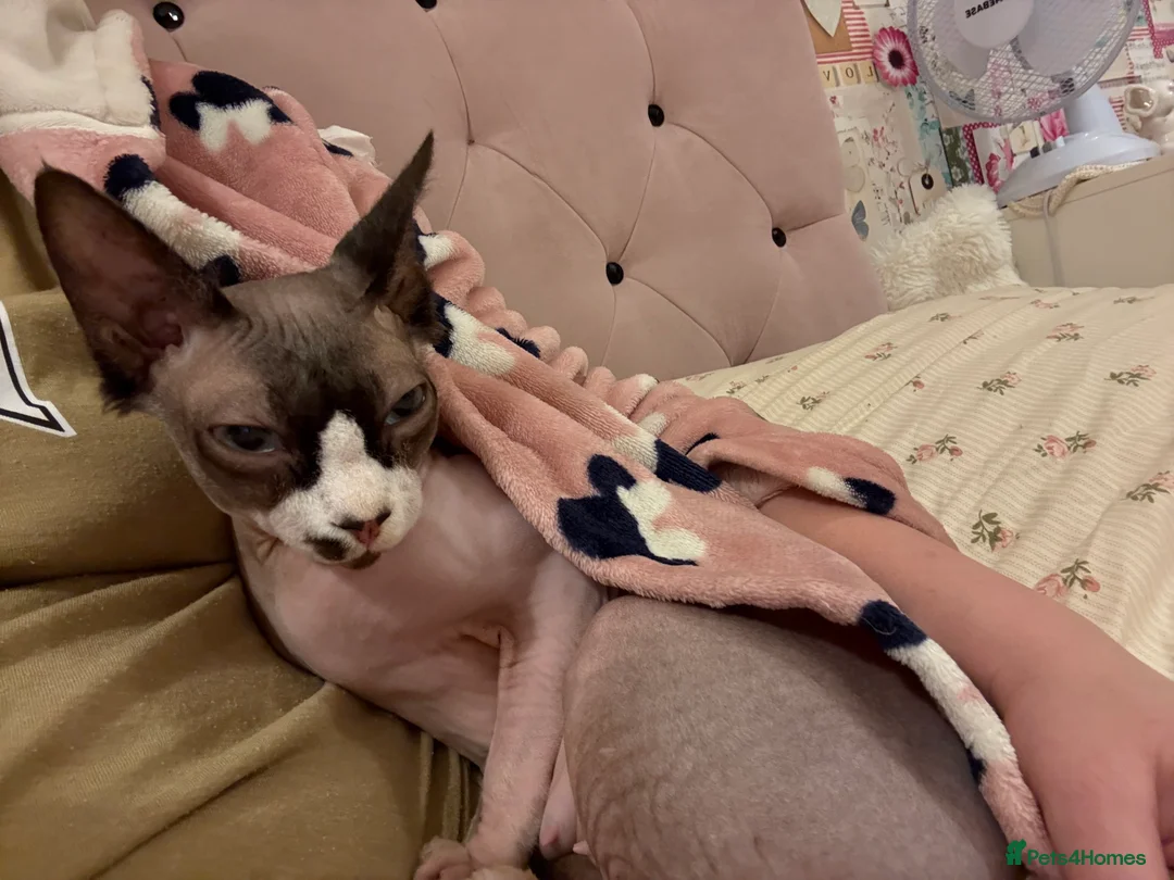 Sphynx cats for sale: Female Sphynx  - Advert 2