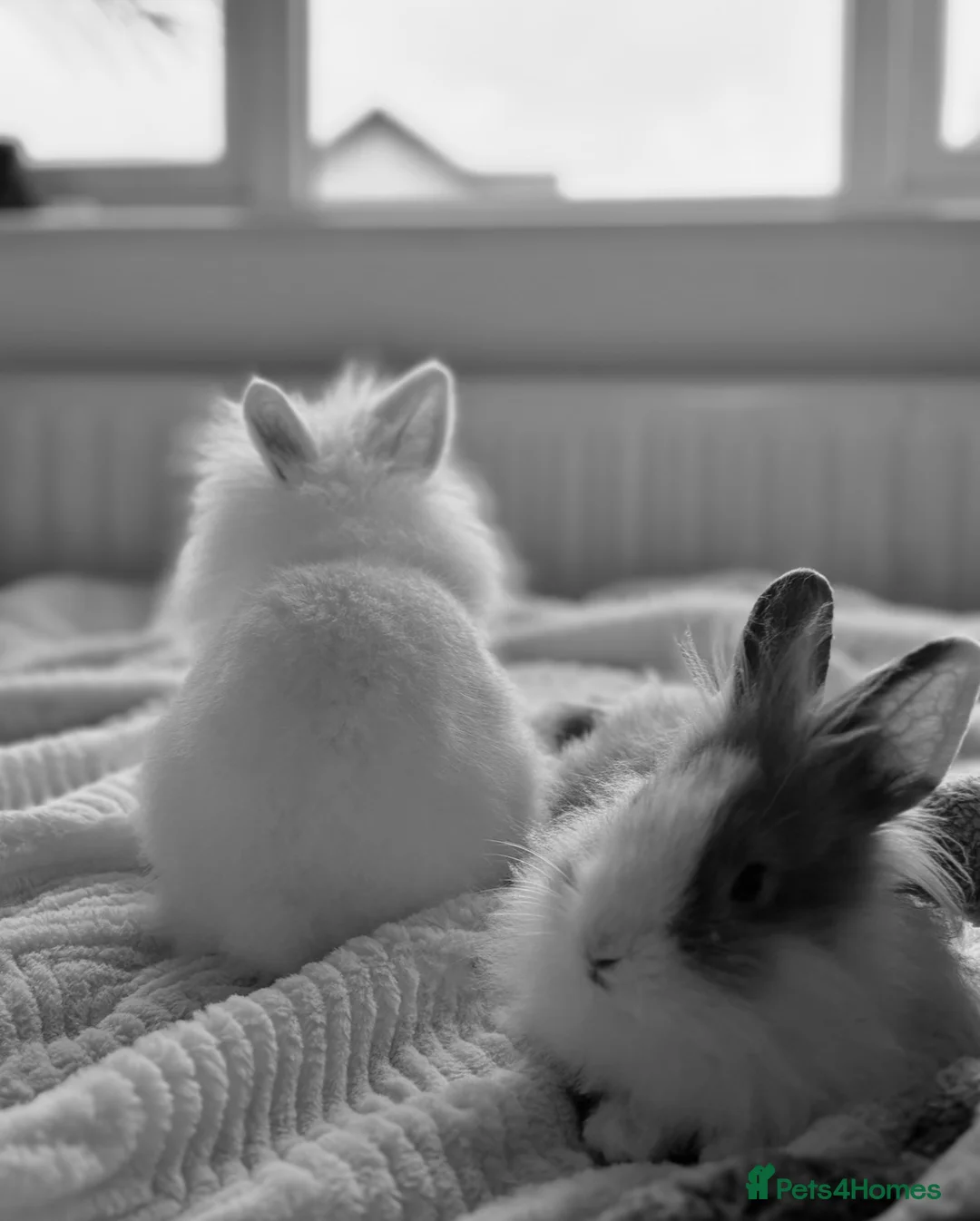 Lionhead rabbits for sale: friendly lionhead rabbits (includes everything)  - Advert 5