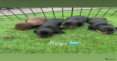 Miniature Dachshund dogs - Advert 3