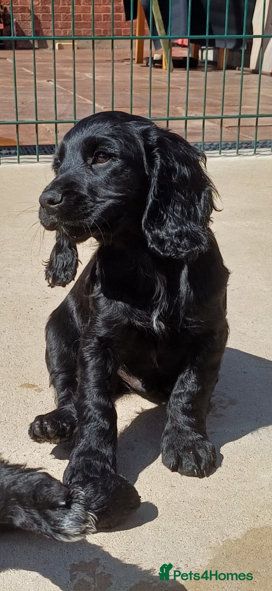 Cocker Spaniel dogs EXELLENT  BRED WORKING COCKER PUPPIES  - Advert 9