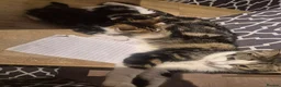 Mixed Breed cats for sale: Mixed Kittens for sale - Advert 3