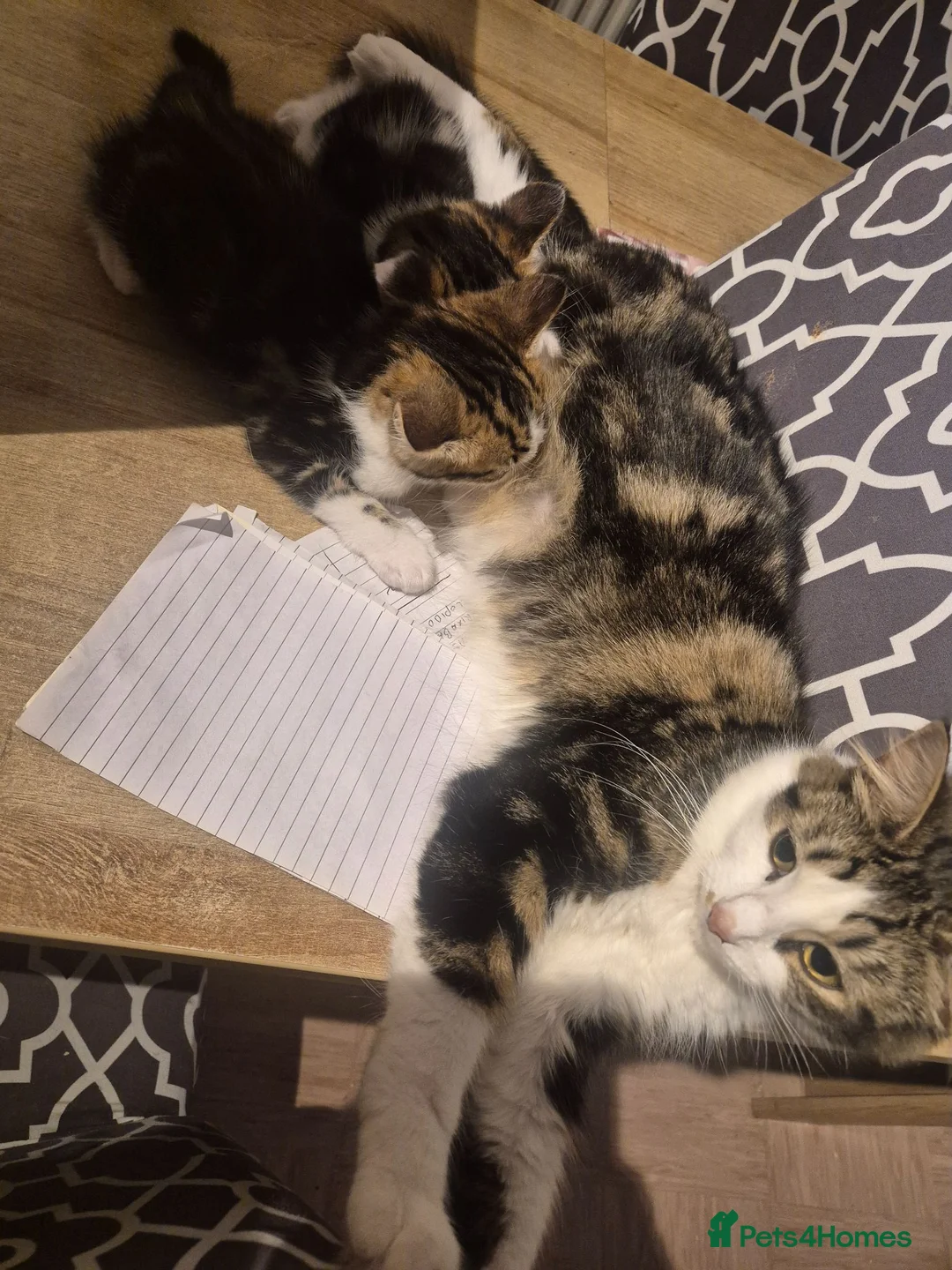 Mixed Breed cats for sale: Mixed Kittens for sale - Advert 3