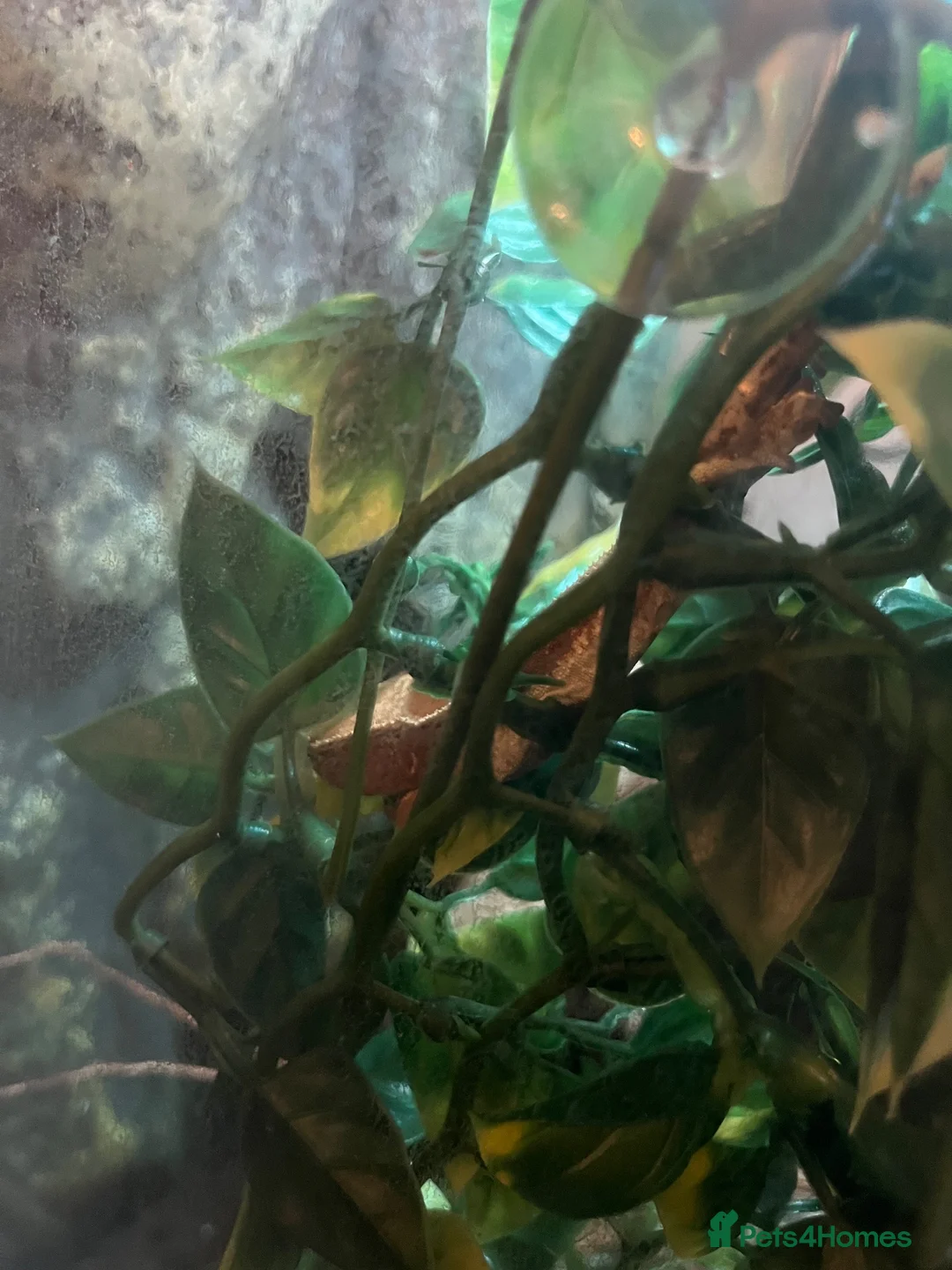 Gecko reptiles for sale: Lillywhite Crested Gecko with Complete Vivarium - Advert 4