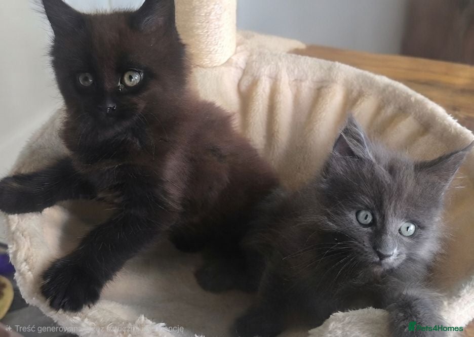 Maine Coon cats Maine coon kittens - Advert 1