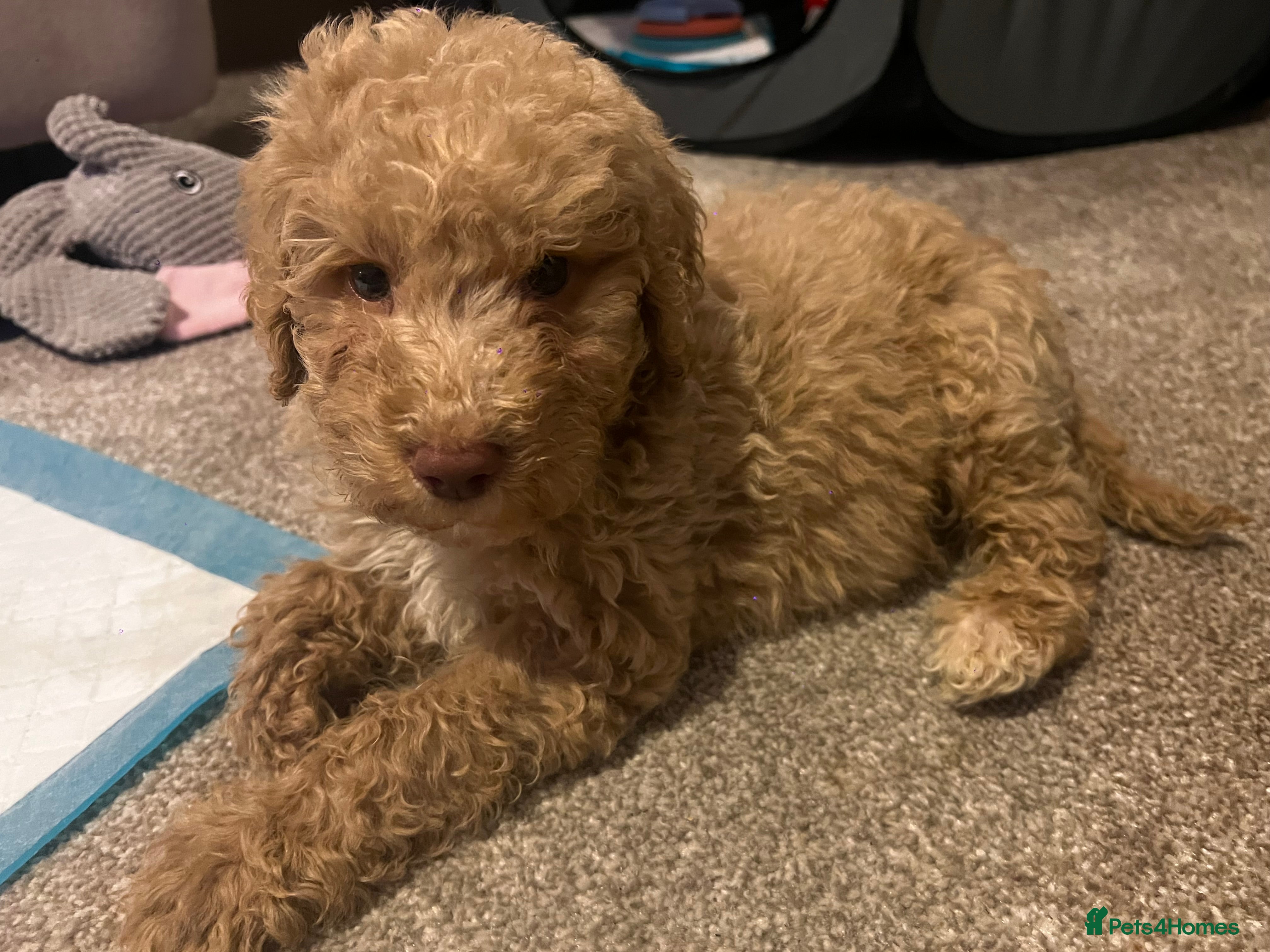 Mixed Breed dogs ⭐️Just 1 male left ⭐️Exceptional Double Doodle ⭐️ - Advert 2