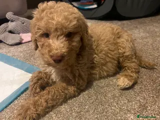 Mixed Breed dogs ⭐️Just 1 male left ⭐️Exceptional Double Doodle ⭐️ - Advert 5