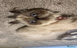 Persian cats for sale: Persian cat - Image 5