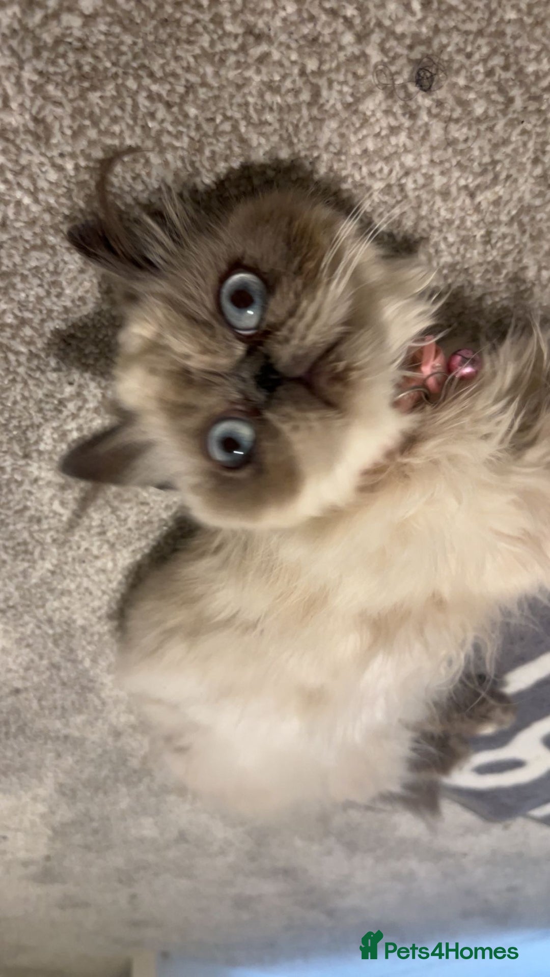 Persian cats for sale: Persian cat - Image 5