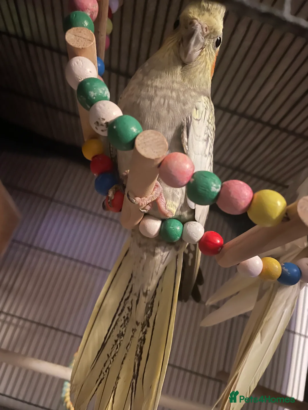 Cockatiels birds for sale: Grey baby cockatiels  in Chelmsford - Advert 11