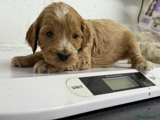 Cockapoo dogs F1 mini cockapoos health tested parents - Advert 10